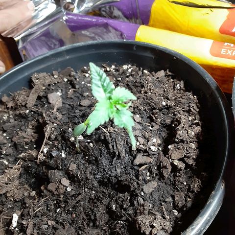 Assorted #1 growlog timeline photo