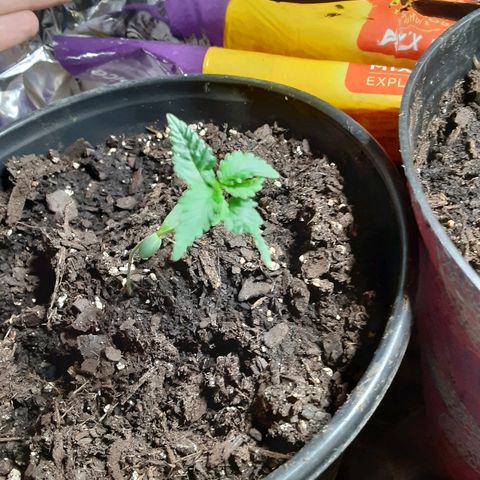 Assorted #1 growlog timeline photo