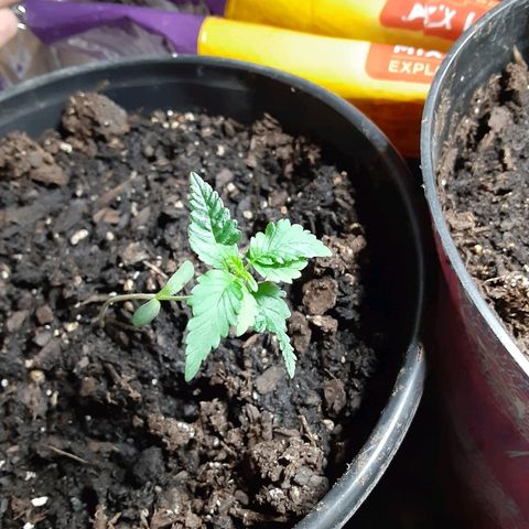 Assorted #1 growlog timeline photo