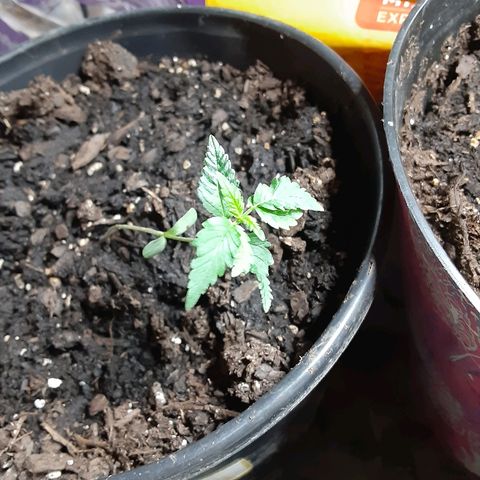 Assorted #1 growlog timeline photo