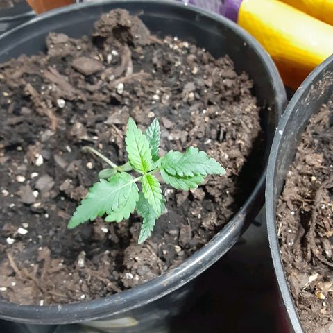 Assorted #1 growlog timeline photo
