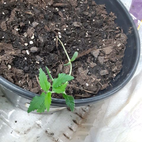 Assorted #1 growlog timeline photo