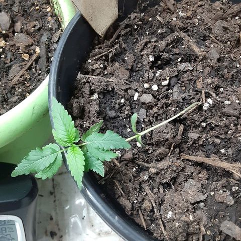 Assorted #1 growlog timeline photo