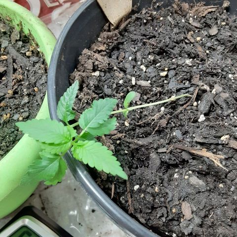 Assorted #1 growlog timeline photo