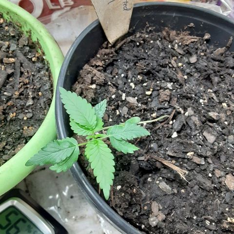 Assorted #1 growlog timeline photo