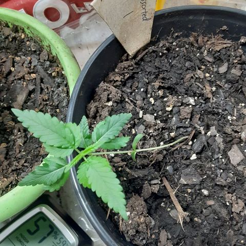 Assorted #1 growlog timeline photo