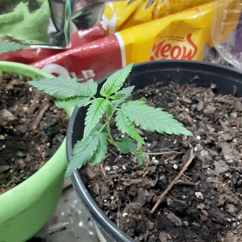 Assorted #1 growlog timeline photo