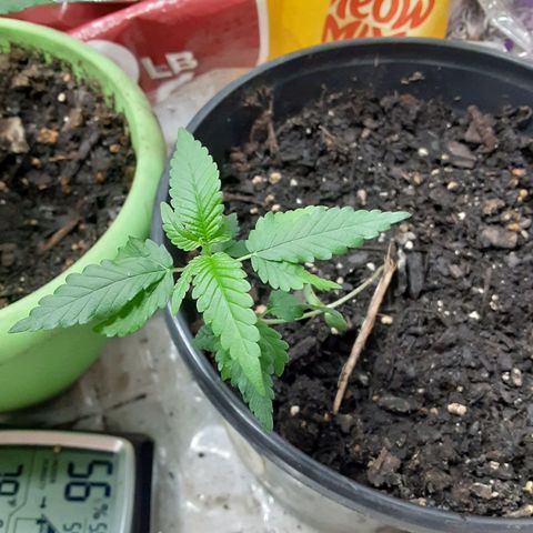 Assorted #1 growlog timeline photo