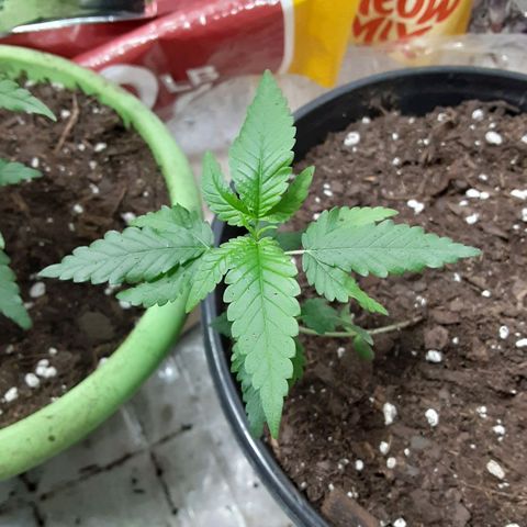 Assorted #1 growlog timeline photo