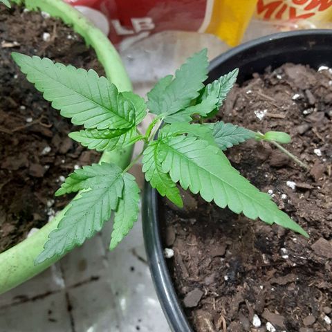 Assorted #1 growlog timeline photo