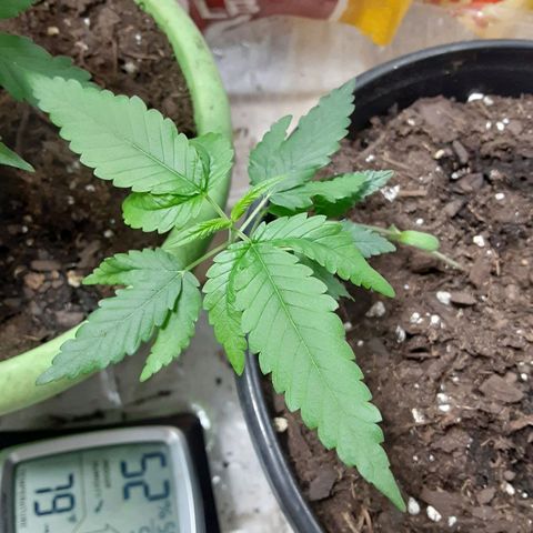 Assorted #1 growlog timeline photo