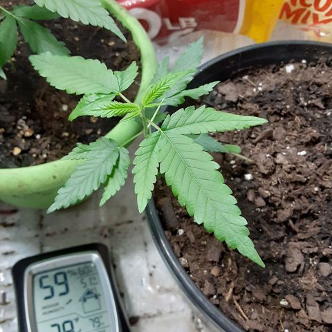 Assorted #1 growlog timeline photo