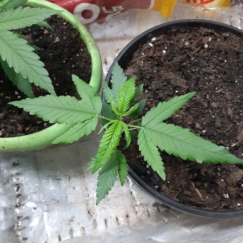 Assorted #1 growlog timeline photo