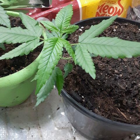 Assorted #1 growlog timeline photo