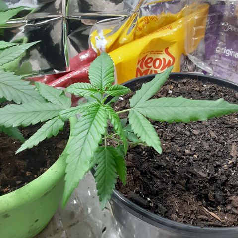 Assorted #1 growlog timeline photo
