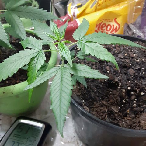 Assorted #1 growlog timeline photo