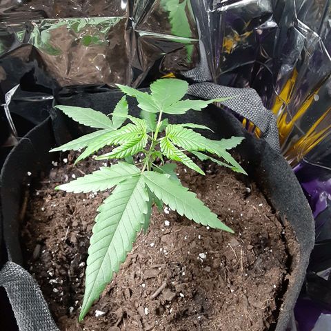 Assorted #1 growlog timeline photo