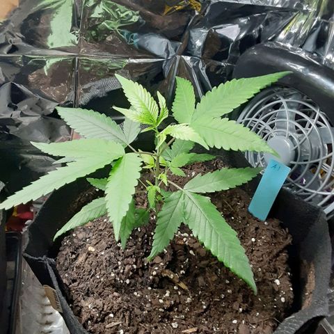 Assorted #1 growlog timeline photo