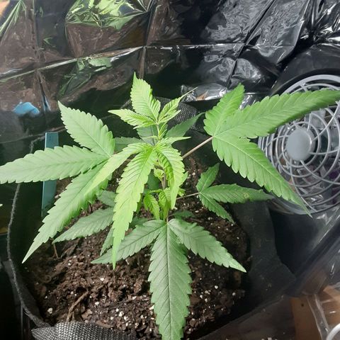 Assorted #1 growlog timeline photo