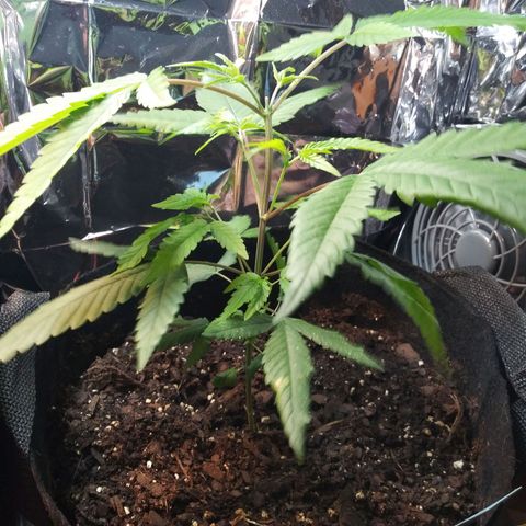 Assorted #1 growlog timeline photo