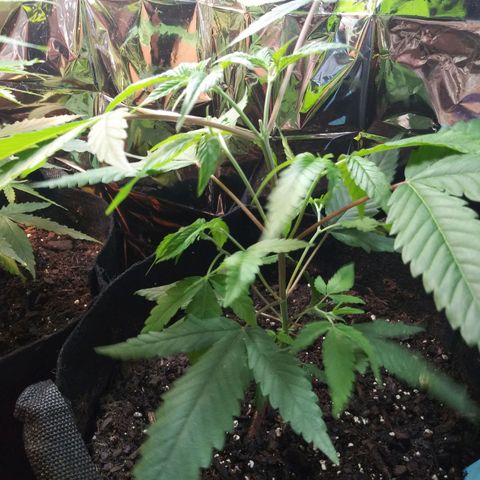 Assorted #1 growlog timeline photo