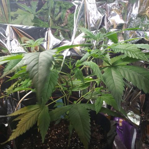 Assorted #1 growlog timeline photo