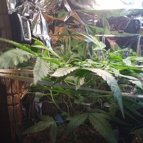 Assorted #1 growlog timeline photo