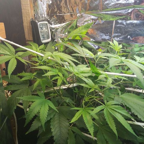 Assorted #1 growlog timeline photo