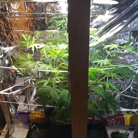 Assorted #1 growlog timeline photo