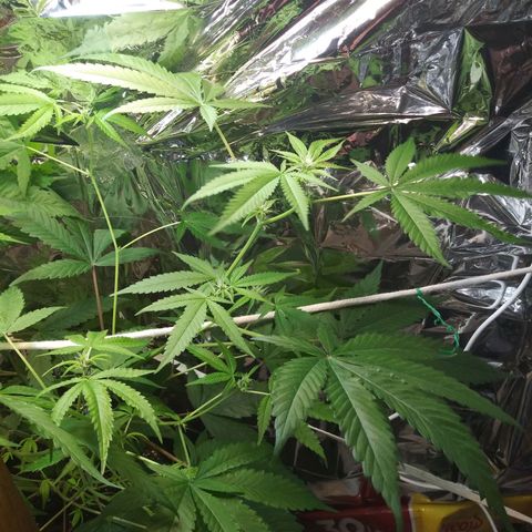 Assorted #1 growlog timeline photo