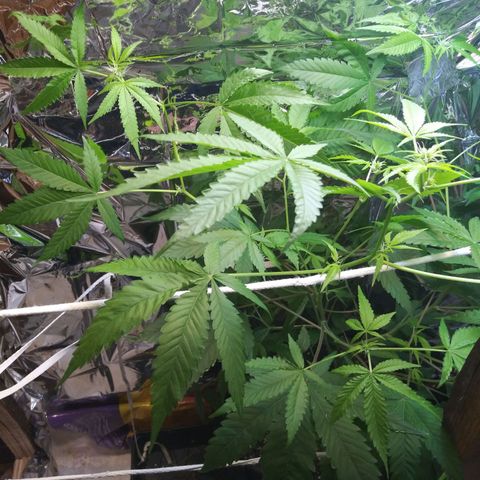 Assorted #1 growlog timeline photo