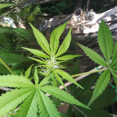 Assorted #1 growlog timeline photo