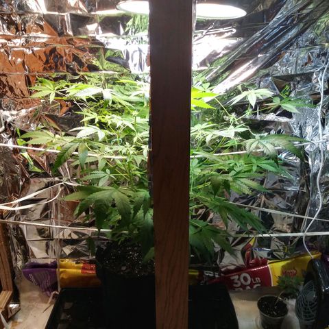 Assorted #1 growlog timeline photo