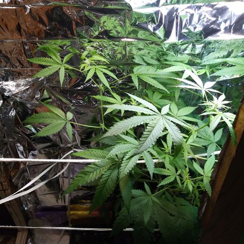 Assorted #1 growlog timeline photo