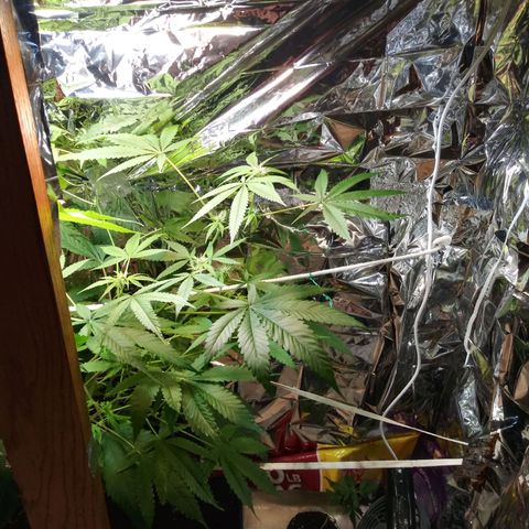 Assorted #1 growlog timeline photo
