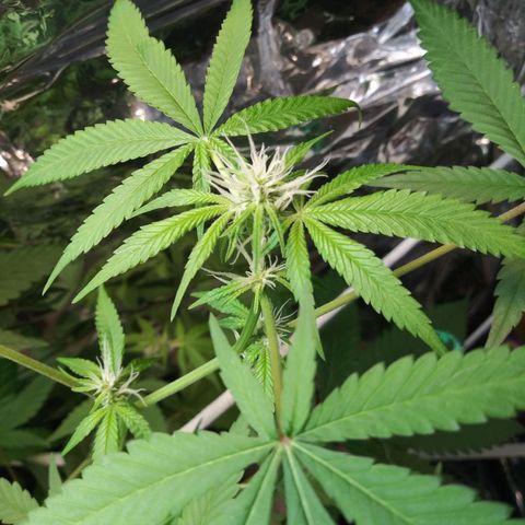 Assorted #1 growlog timeline photo
