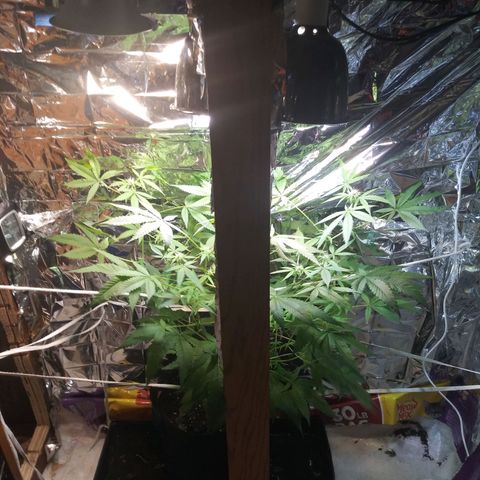 Assorted #1 growlog timeline photo