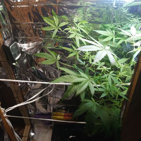 Assorted #1 growlog timeline photo