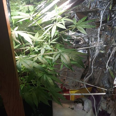 Assorted #1 growlog timeline photo