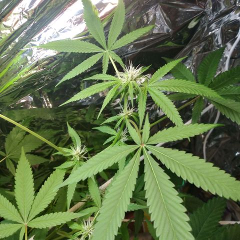 Assorted #1 growlog timeline photo