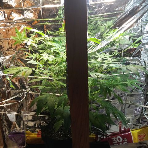 Assorted #1 growlog timeline photo