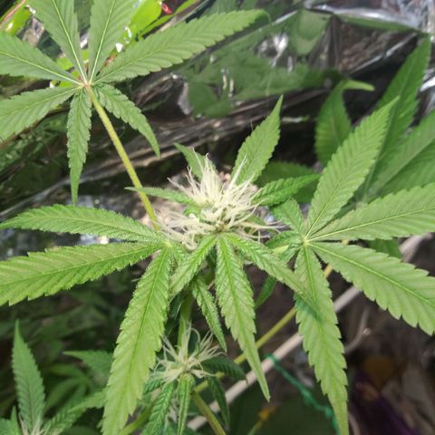 Assorted #1 growlog timeline photo