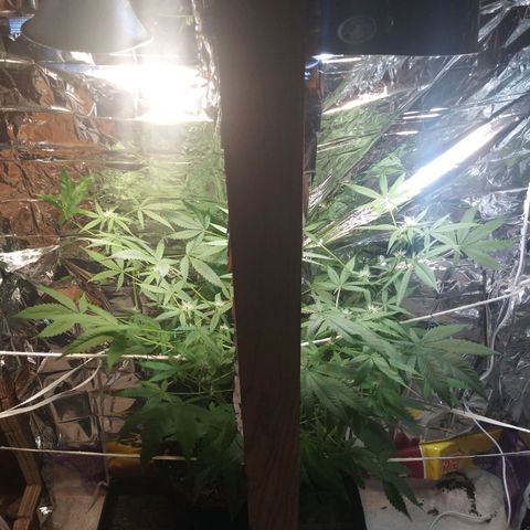 Assorted #1 growlog timeline photo