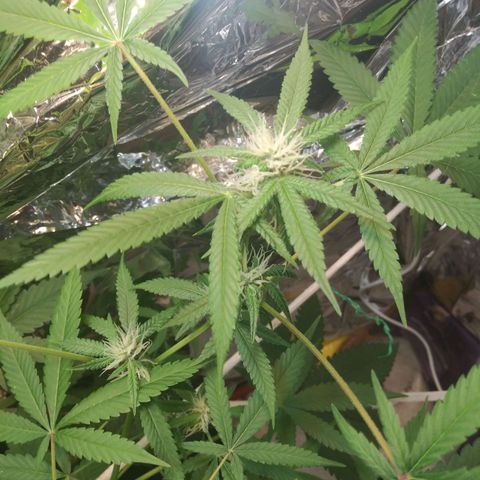 Assorted #1 growlog timeline photo