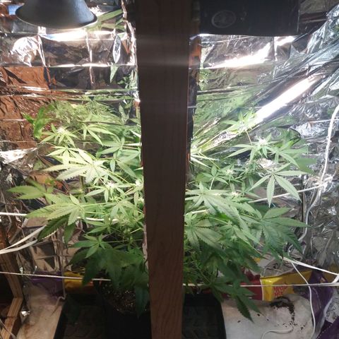 Assorted #1 growlog timeline photo