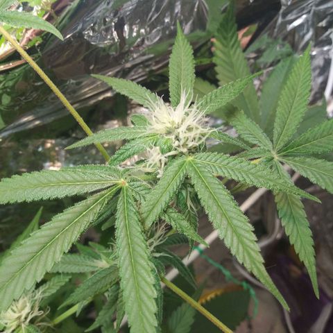 Assorted #1 growlog timeline photo