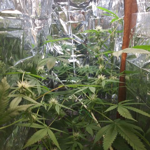 Assorted #1 growlog timeline photo