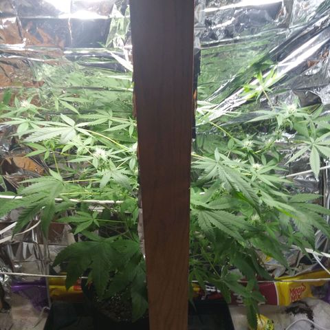 Assorted #1 growlog timeline photo
