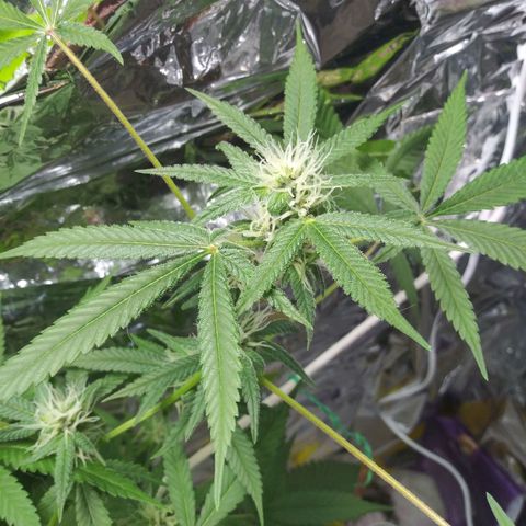 Assorted #1 growlog timeline photo