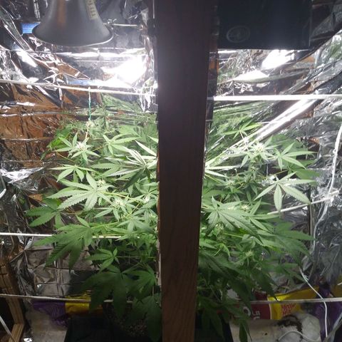 Assorted #1 growlog timeline photo